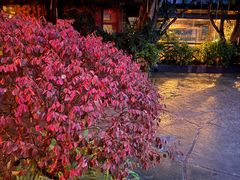 -明仕度假山庄-中餐厅