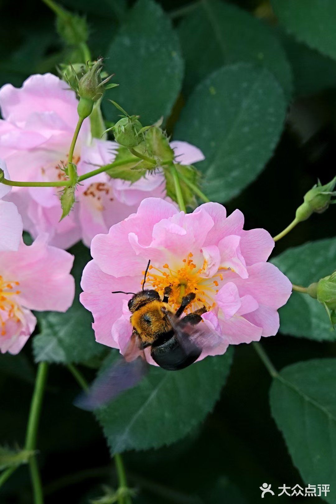 樱花谢了，看啥呢？这里的月季绝绝子