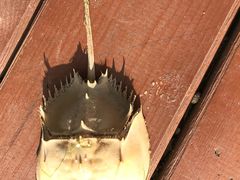 -北海金海湾红树林生态旅游区