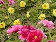 -莲花池公园