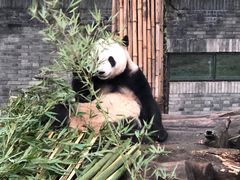 -都江堰中华大熊猫苑