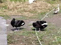 -哈尔滨北方森林动物园