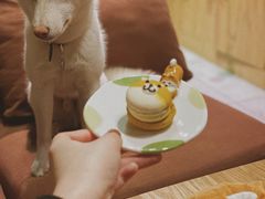 -柴务处·柴犬主题狗咖