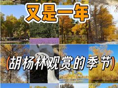-金塔沙漠胡杨林景区