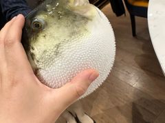 -鲐赏河豚(长寿店)
