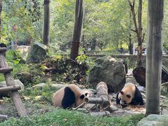-都江堰中华大熊猫苑