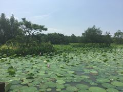 -大湾区中央湿地公园