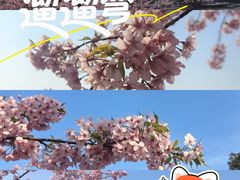 -新江湾城公园