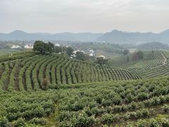 -帐篷客·溪龙茶谷度假酒店