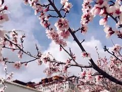 -布达拉宫