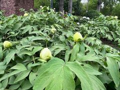 -莲花池公园