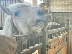 -北京群众马术培训基地