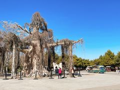 -石家庄市植物园