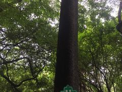 -叶家花园