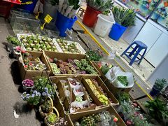 -循礼门鲜花花市(武汉循礼门店)