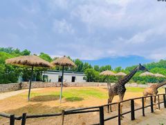 -北京野生动物园