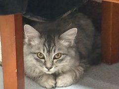 -瑞派宠物医院·中兽医专科(中央商城分院)