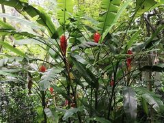 -广西壮族自治区药用植物园