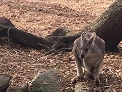 -费瑟代尔野生动物园