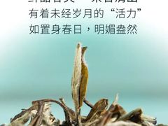 -沉瓯 福鼎白茶(洛川中路店)