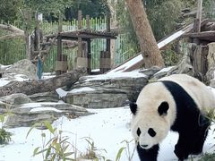 -武汉动物园