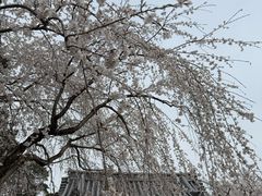 -醍醐寺