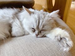 -猫和宫(六道口店)