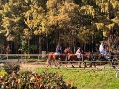 -上海共青森林公园