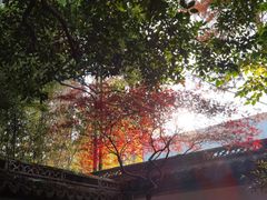 -秋霞圃