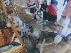 -Husky Go! 哈士奇体验馆·宠物咖啡厅狗咖