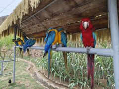 -西霞口神雕山野生动物世界