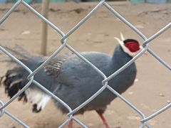 -渭南桃花源民俗文化园