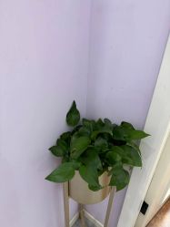 -紫琪尔胸部养护中心