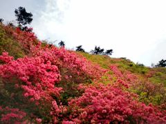 -木兰云雾山
