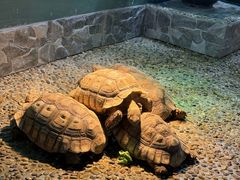 -上海大自然野生昆虫馆(东方明珠·爬宠昆虫探索中心)