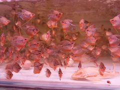 -华声天桥民俗文化园