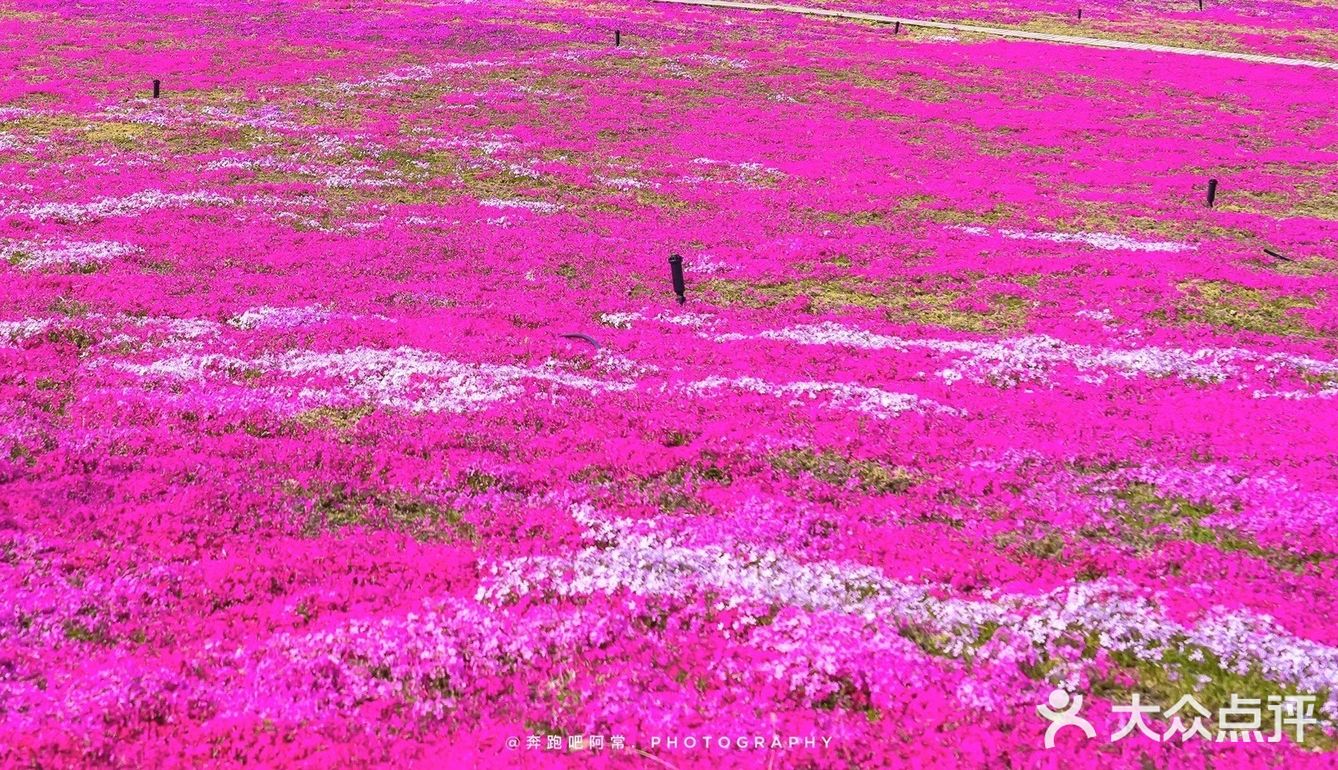 🚗自驾游淄博丨打卡网红芝樱花海❗