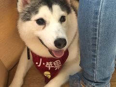 -Husky Go! 哈士奇体验馆·宠物咖啡厅狗咖