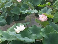 -圆明园停车场