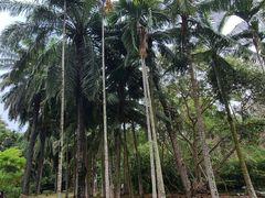 -中国科学院西双版纳热带植物园