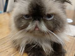 -猫小院猫主题咖啡厅(北锣店)