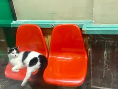 -猫咪博物馆(顶澳仔猫街店)