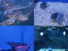 -海合安武汉极地海洋公园