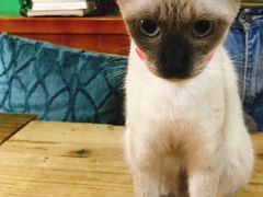 -李小姐の猫咖啡馆(五角场店)