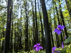 -上海共青森林公园