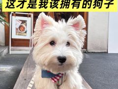 -翊宠yipet猫狗购宠庄园犬舍•猫舍