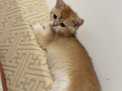 -中农国际动物医院24小时·猫科·骨科·急重症中心
