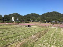 -红山村