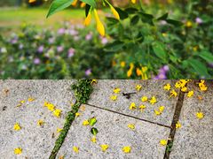 -中国科学院华南植物园