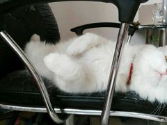 -爱侣宠医·鹦鹉专科·小型哺乳类·异宠专科(灵石路店)